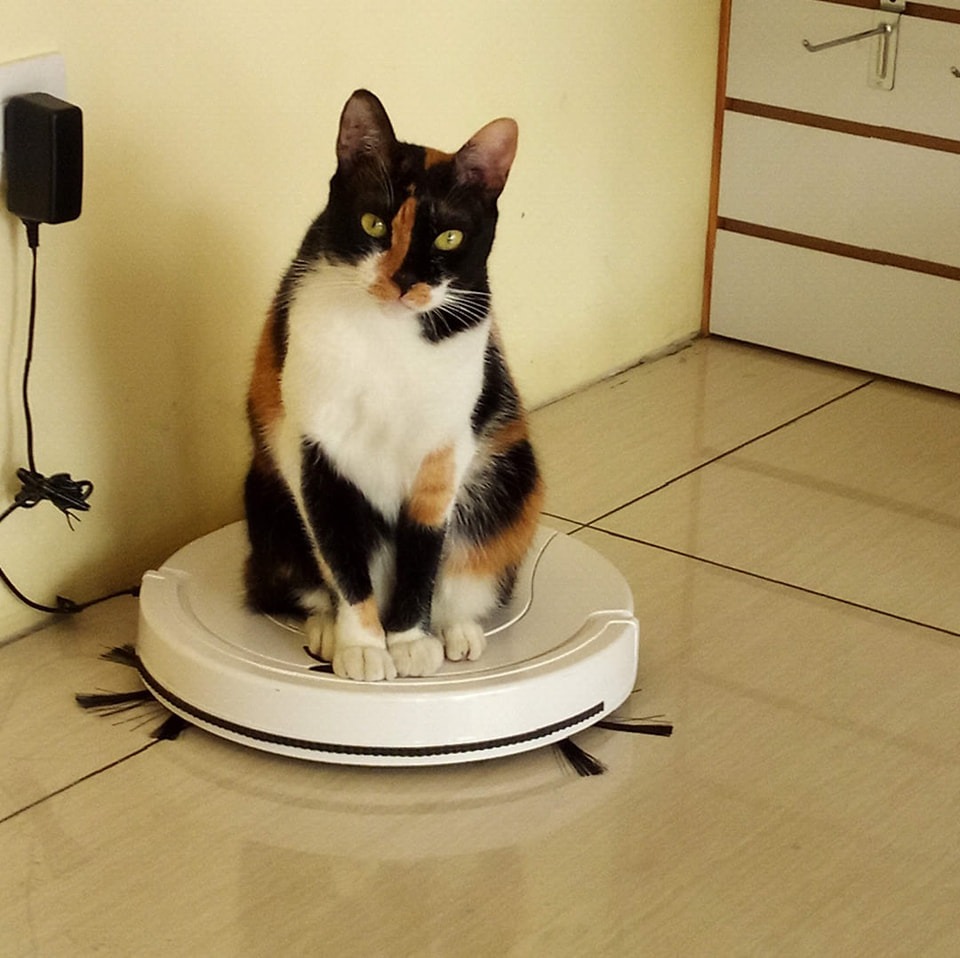 臺中大安動物醫院